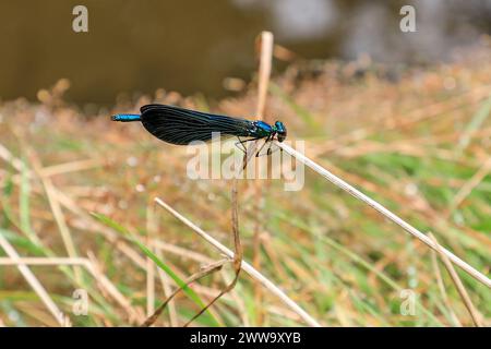 A male Beautiful Demoiselle Damselfly, (Calopteryx virgo) perched on a blade of grass, Cornwall, England, UK Stock Photo