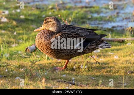 Mallard duck on grass, water in background Stock Photo - Alamy