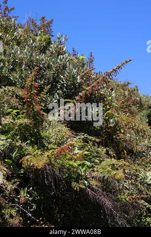 Coriaria ruscifolia subsp. microphylla, Coriariaceae.  Irazu Volcano National Park, Costa Rica. Growing at 11,000ft. Poisonous. Stock Photo