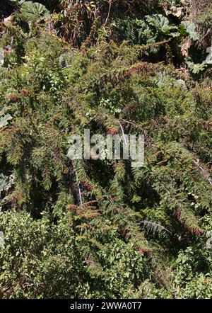 Coriaria ruscifolia subsp. microphylla, Coriariaceae.  Irazu Volcano National Park, Costa Rica. Growing at 11,000ft. Poisonous. Stock Photo