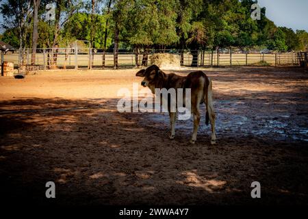 A brown and white cow stands in a sun-drenched paddock, encapsulating rural farm life. Stock Photo