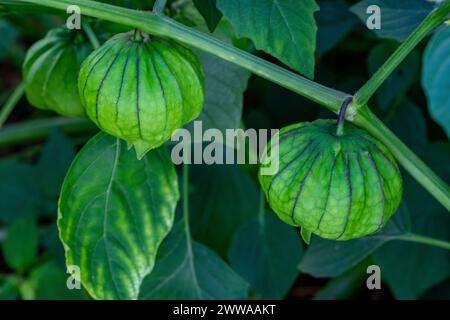Ripening tomatillos, also known as Mexican husk tomatoes. Stock Photo