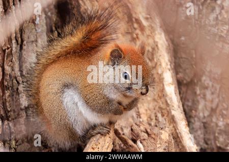 Perched red squirrel on the tree trunk, Quebec, Canada Stock Photo