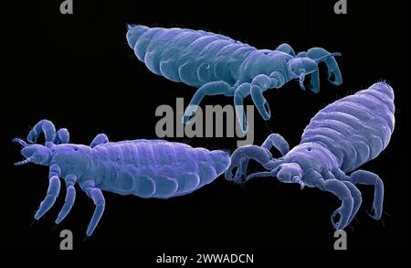Head lice. Coloured scanning electron micrograph (SEM) of head lice (Pediculus humanus capitis). Magnification: x10 when printed 10 centimetres wide. Stock Photo