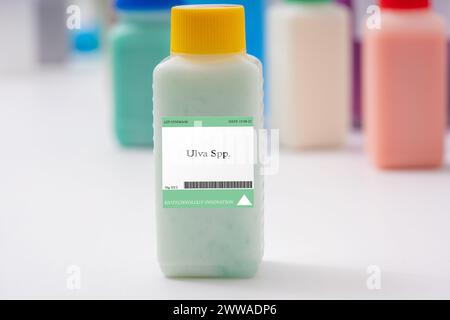 Ulva lactuca. Ulva lactuca, commonly known as sea lettuce, is a green seaweed found in marine environments. Stock Photo