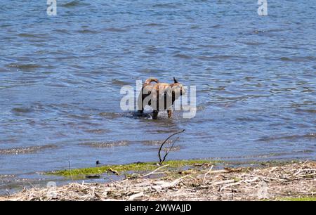 Dynamic photo of a brown dog shaking water off itself while standing in the middle of water near the shore Stock Photo