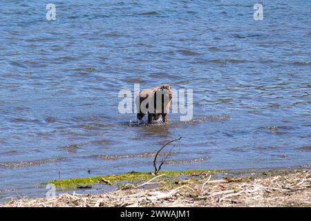 Dynamic photo of a brown dog shaking water off itself while standing in the middle of water near the shore Stock Photo