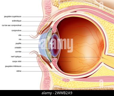 The eyelids. Representation in median sagittal section of the eye and the eyelid with highlighting of their structures. Stock Photo