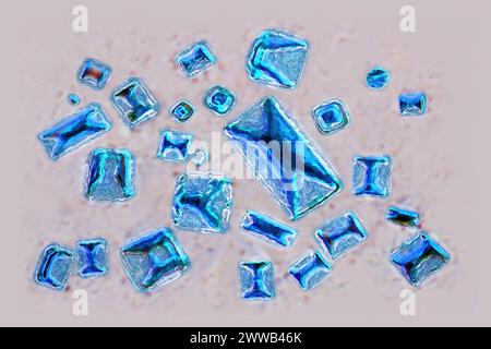 Calcium oxalates (ionic crystal which is involved in nearly 80% of the composition of kidney stones). Optical microscopy. Stock Photo