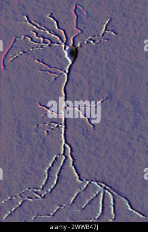 Multipolar neuron (basic cell of nervous tissue, receiving, analyzing and producing information). Stock Photo