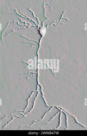 Multipolar neuron (basic cell of nervous tissue, receiving, analyzing and producing information). Stock Photo