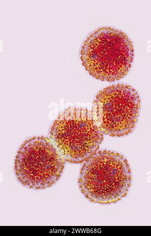 Influenza virus. Viruses of the Orthomyxoviridae family. Avian plague virus. Stock Photo
