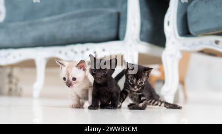 tiny cute bengal kittens of different colors  Stock Photo