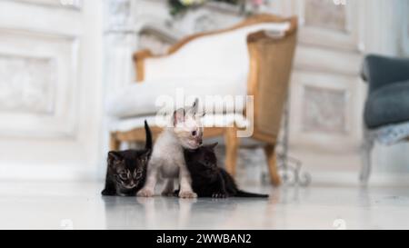 three small Bengal kittens of different colors in a room against the background of a home interior Stock Photo