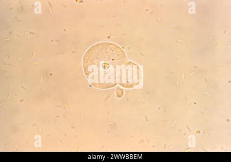 This photomicrograph was created from an unstained culture specimen and ...