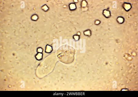 This photomicrograph was created from an unstained culture specimen and ...
