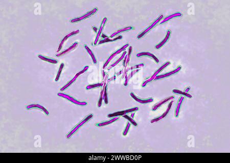 Bacillus Koch (Bk) or Mycobacterium tuberculosis, it is responsible for tuberculosis. Stock Photo