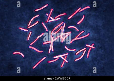 Bacillus Koch (Bk) or Mycobacterium tuberculosis, it is responsible for tuberculosis. Stock Photo