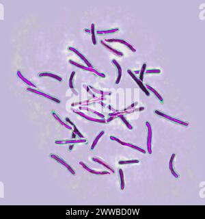 Bacillus Koch (Bk) or Mycobacterium tuberculosis, it is responsible for tuberculosis. Stock Photo