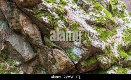 A close-up of rocks covered with grass in a forest setting. Stock Photo