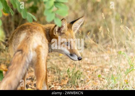 A handsome young red fox Stock Photo