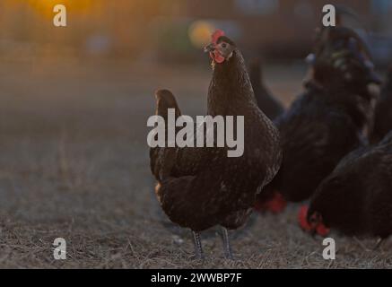 Free ranging Australorp chicken hens looking for their last food of the day as the sun sets behind them. Stock Photo