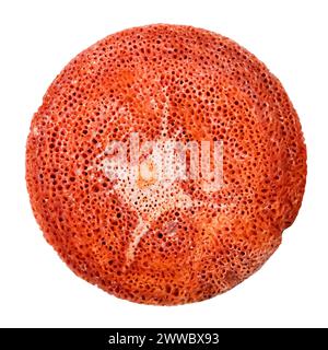round bead from porous red coral isolated on white background Stock Photo