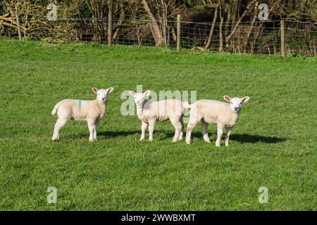 Three cute spring lambs in a field Stock Photo