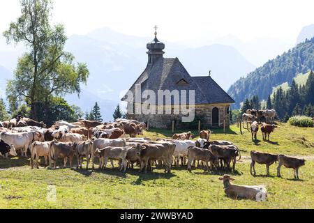 Brown Swiss And Fleckvieh Cattle At The Hochälpele Chapel On The Bödele In Schwarzenberg In The Bregenzerwald, Vorarlberg, Austria Stock Photo