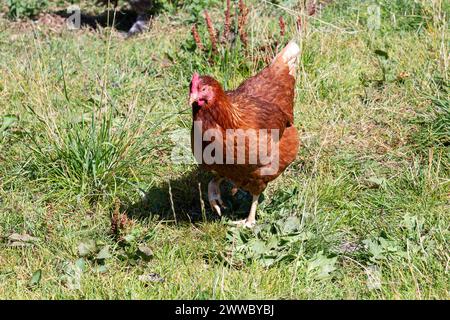 Free-range Chickens, Lohmann Chicken Stock Photo