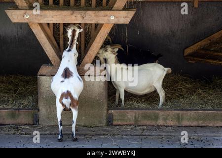 Goats, Goat Pen Stock Photo