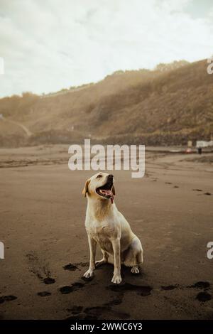 Labrador dog sitting on sand at beach Stock Photo