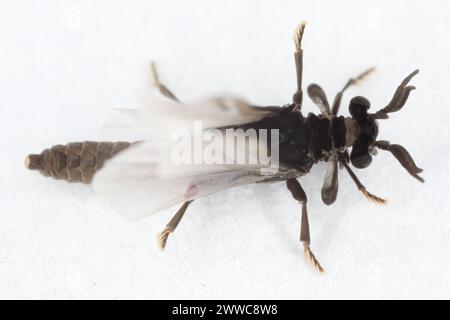 Male of Stylops. Strepsiptera, this is a mysterious order of insects ...