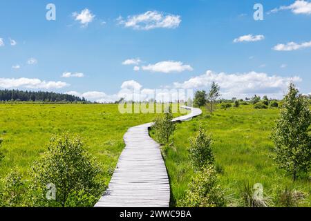 Boardwalk amidst green meadow under cloudy sky Stock Photo