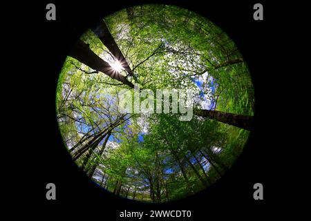 Fish-eye view of springtime forest Stock Photo