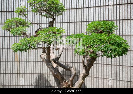 Curved branches and clusters of leaves contrasts against the uniformity of the rectangular tiles behind it. Stock Photo