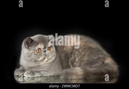 A beautiful exotic shorthair cat plays on a dark studio background with a reflection. Color gray tortoiseshell Stock Photo