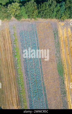 aerial drone view looking down from a bird's eye view at vegetable planted agricultural field in spring time Stock Photo