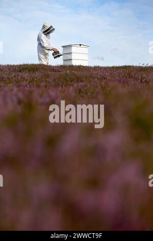 23/08/13 Tony Maggs, 62, uses a 'smoker' to subdue his bees before