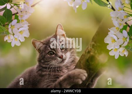 cute cat sitting on apple tree with white flowers in the spring May garden Stock Photo