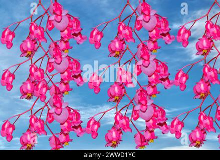 Angle wings Latin name begonia coccinea hart flowers with a blue sky Stock Photo