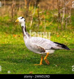 A bar heade goose walks on the grass in a park . Stock Photo