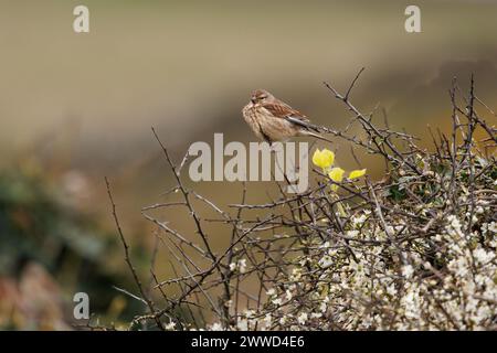 A female Linnet ( (Carduelis cannabina) perched on a gorse bush against a blurred background. Stock Photo