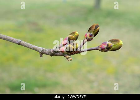 Close-up of maple tree buds in spring Stock Photo