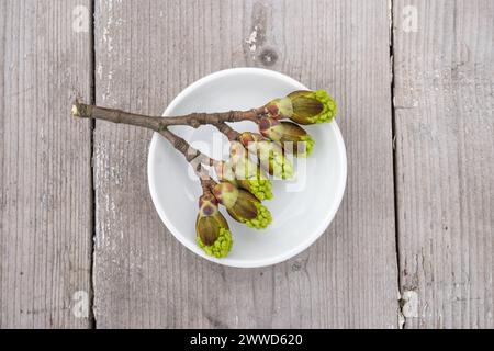 Close-up of maple tree buds in a white bowl Stock Photo