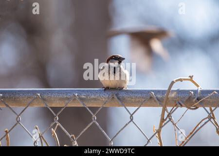 Front view of a male house sparrow sitting on a metal fence on a winter day in Iowa. Stock Photo
