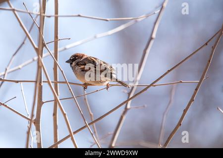Side view of a male house sparrow perched on small branches isolated on a blue background on a winter day in Iowa. Stock Photo