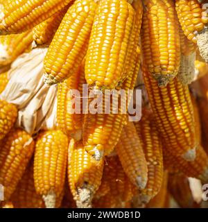 Bunch of ear of ripe sweet corn agricultural background Stock Photo