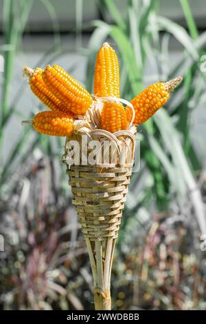 Bunch of ear of ripe sweet corn in rack stand basket agricultural Stock Photo