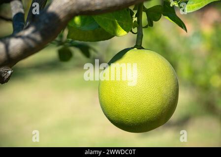 Huge green ripe citrus pomelo grapefruit fruit hanging growing on tree in subtropical outdoor in Thailand Stock Photo